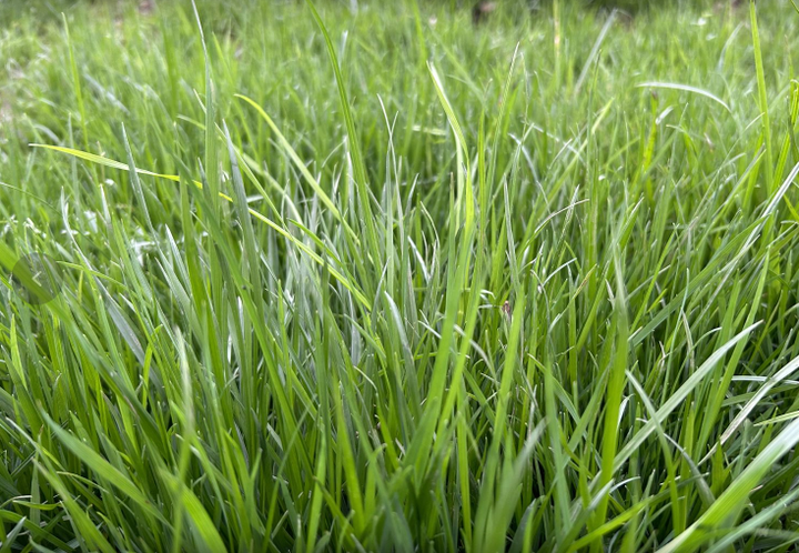 四季青草坪全年都是绿的?混播四季青应该如何播种