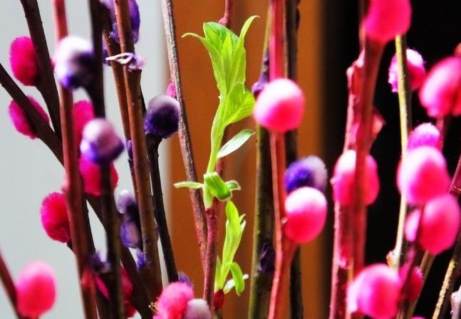 冬季室内最佳瓶插植物 银柳 知乎 冬季室内最佳瓶插植物 银柳 知乎