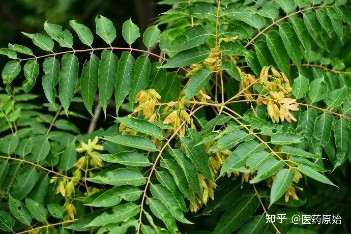 椿皮为苦木科植物臭椿ailanthus altissima(mill