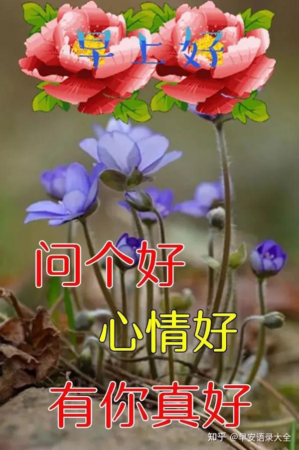 8张最新漂亮早上好图片鲜花带字带祝福语2022最美春日早安问候祝福鲜花图片带字温馨- 知乎