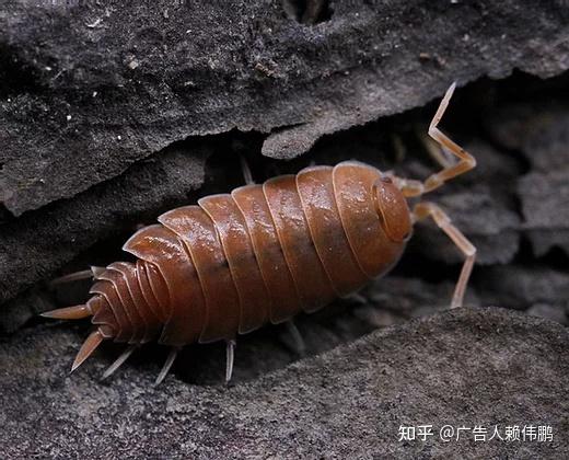 92其他鼠妇美图鉴 - 知乎