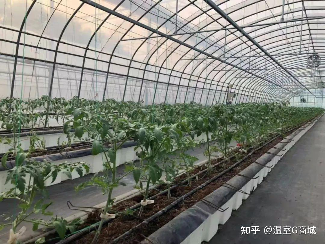 做好秋茬露地蔬菜播种工作