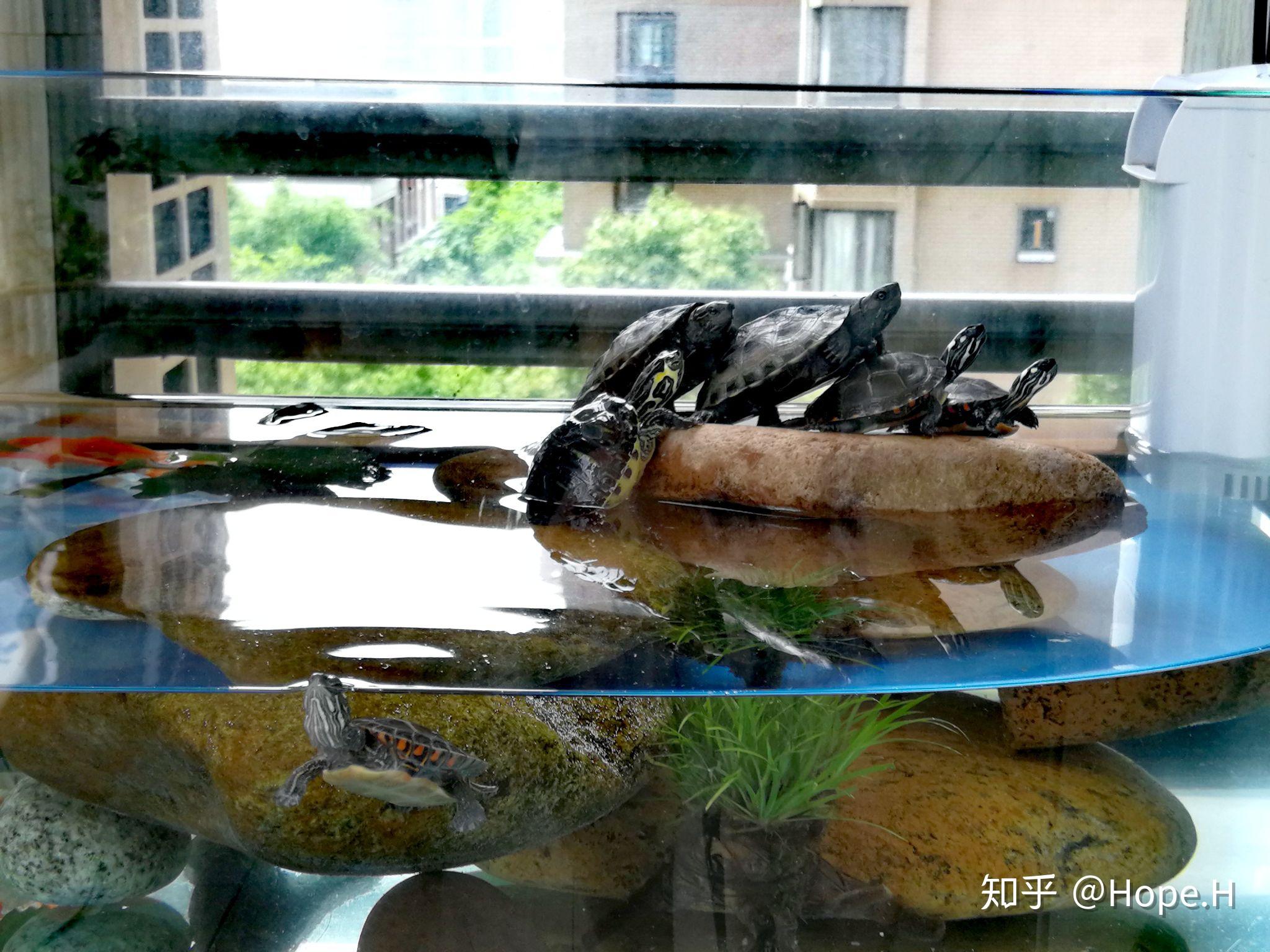 怎样能养好草龟有必要搞生态龟缸吗