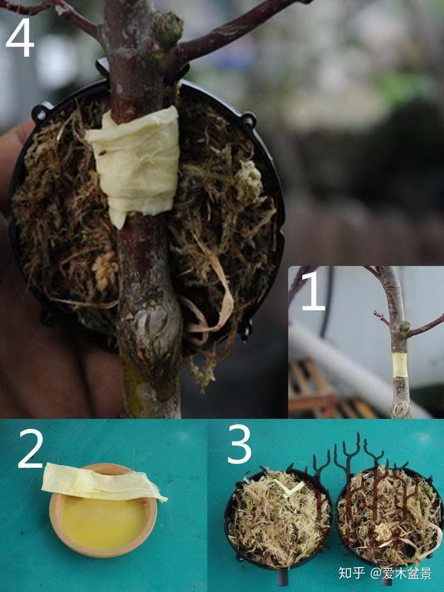 盆景爱好者必学繁殖技术——高压繁殖(2)