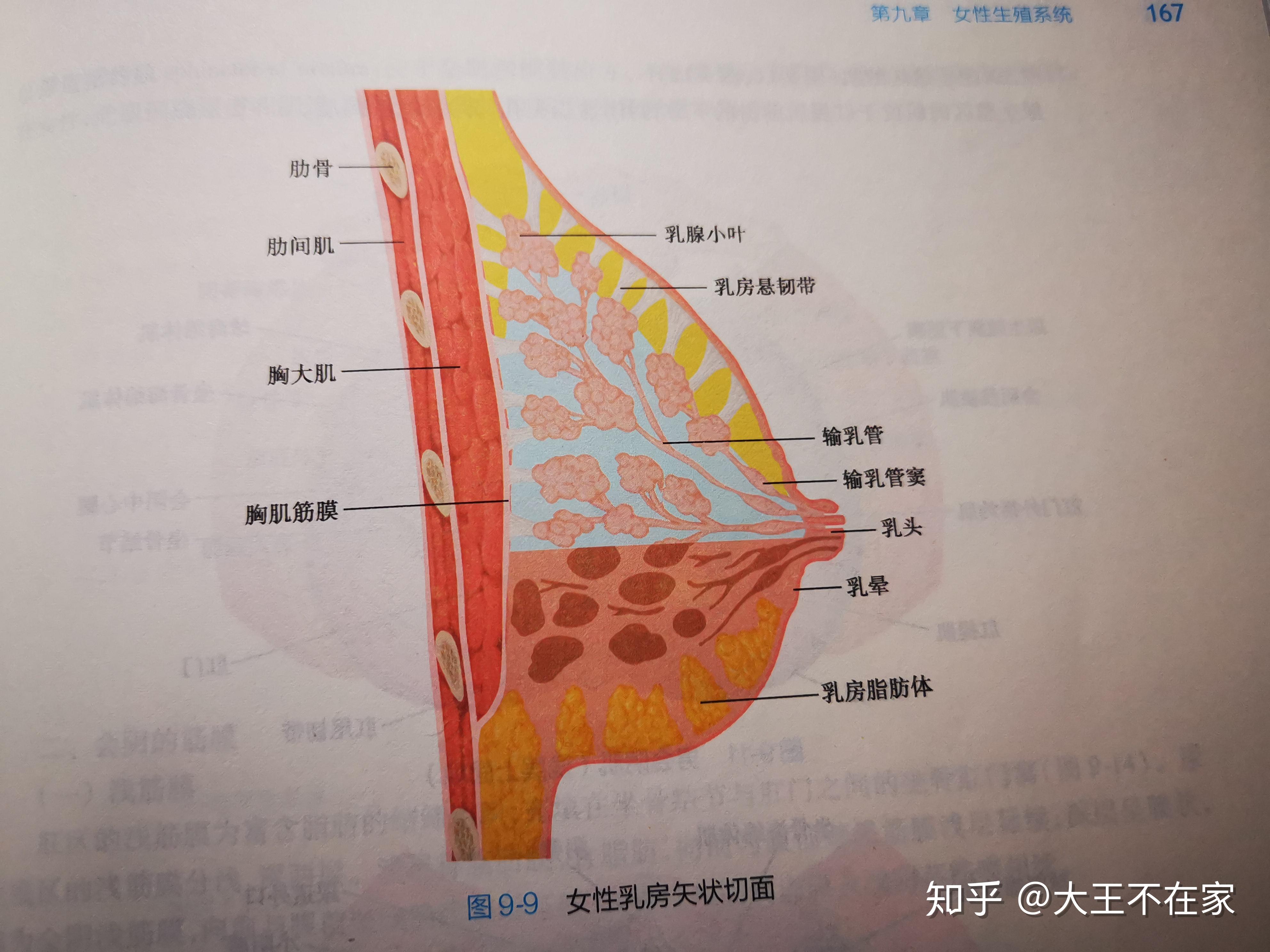 乳房悬韧带在哪个部位图片