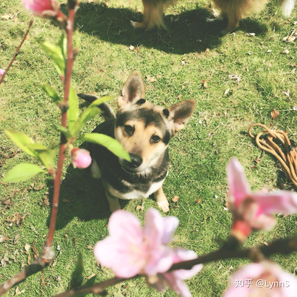 为什么大家不喜欢养土狗,土狗聪明吗?