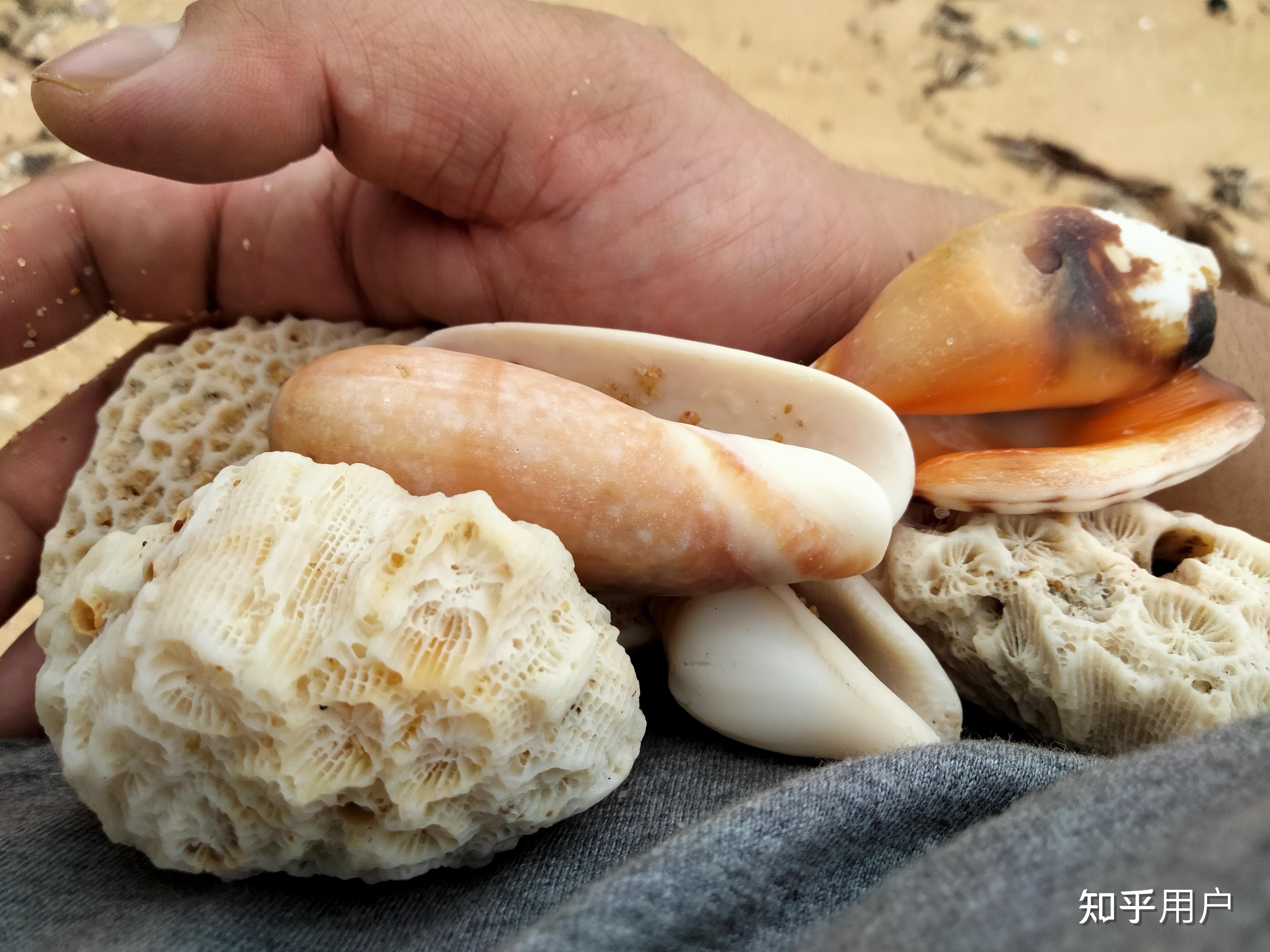 沙滩捡贝壳素材-沙滩捡贝壳图片-沙滩捡贝壳素材图片下载-第8页-觅知网