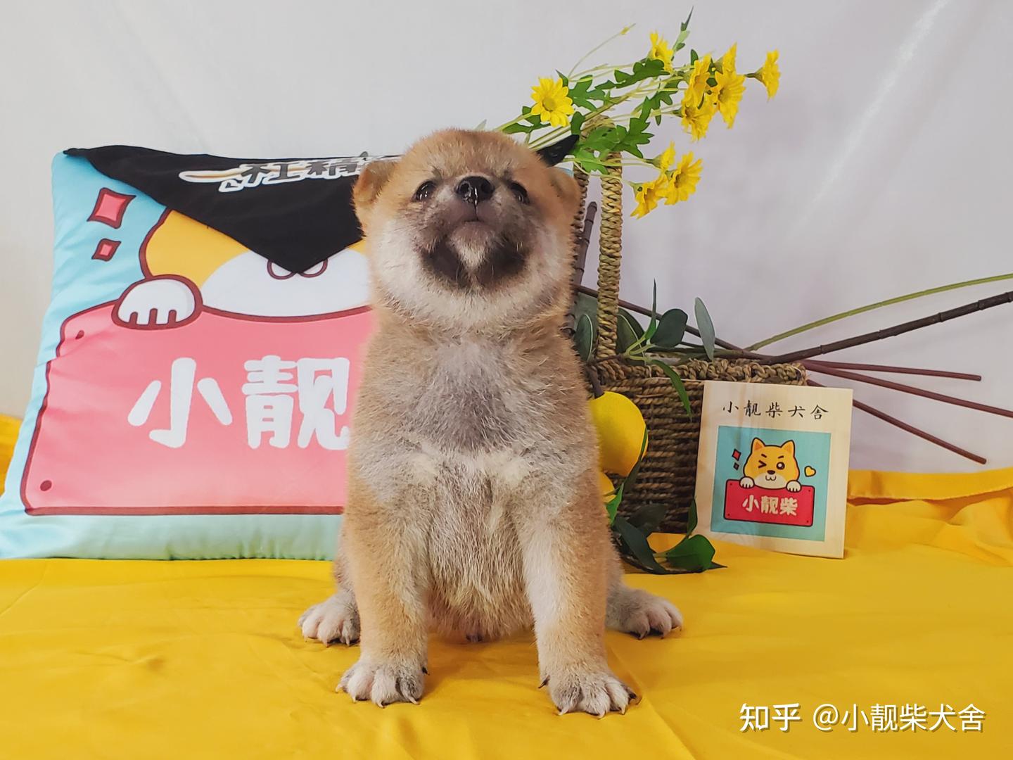 柴犬多少钱一只？各地区柴犬价格分析- 知乎