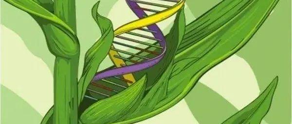 基因编辑植物属于转基因么