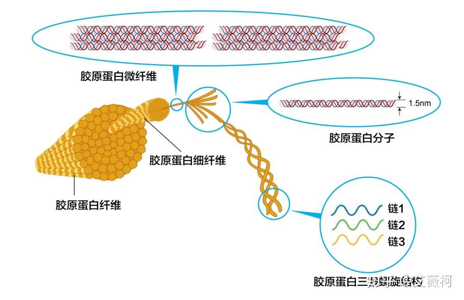 三螺旋结构;b,而重组人源胶原蛋白的基因来自人(基因和蛋白质的关系是