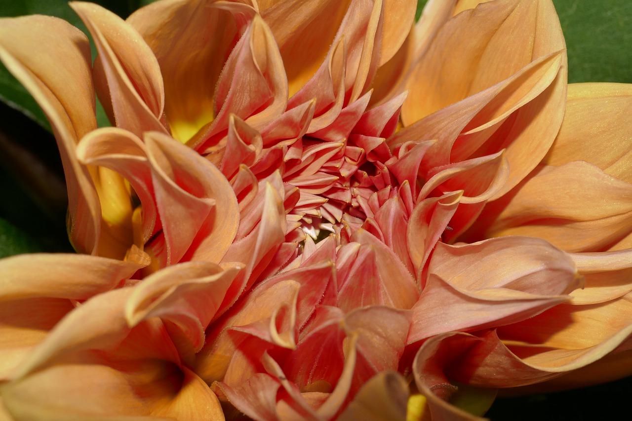 2. 马蹄莲开花时间