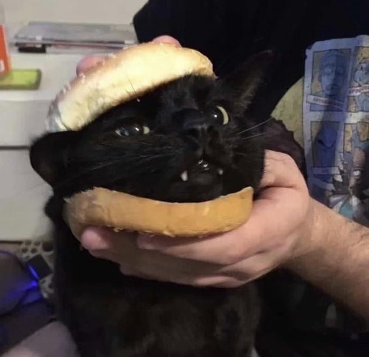 有哪些好看的黑猫头像? - 知乎