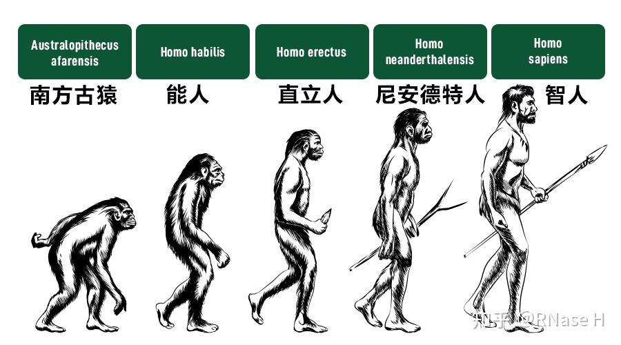 人类从何而来?| 2022诺贝尔生理学或医学奖解读 - 知乎