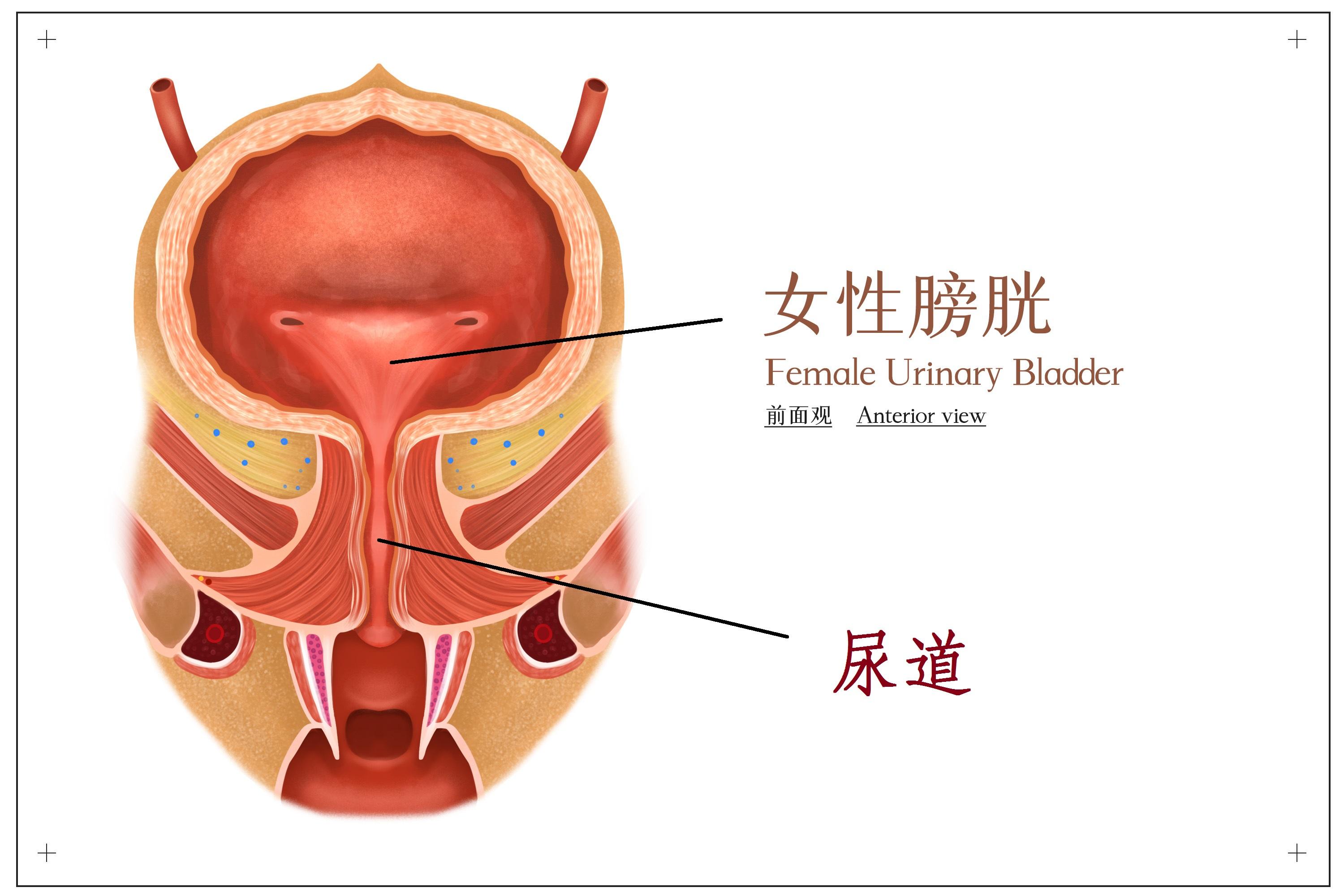 女性膀胱炎和尿道炎傻傻分不清楚