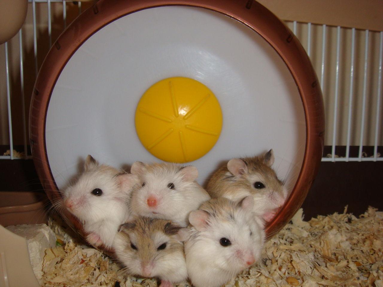 仓鼠真的适合当宠物吗? - 知乎