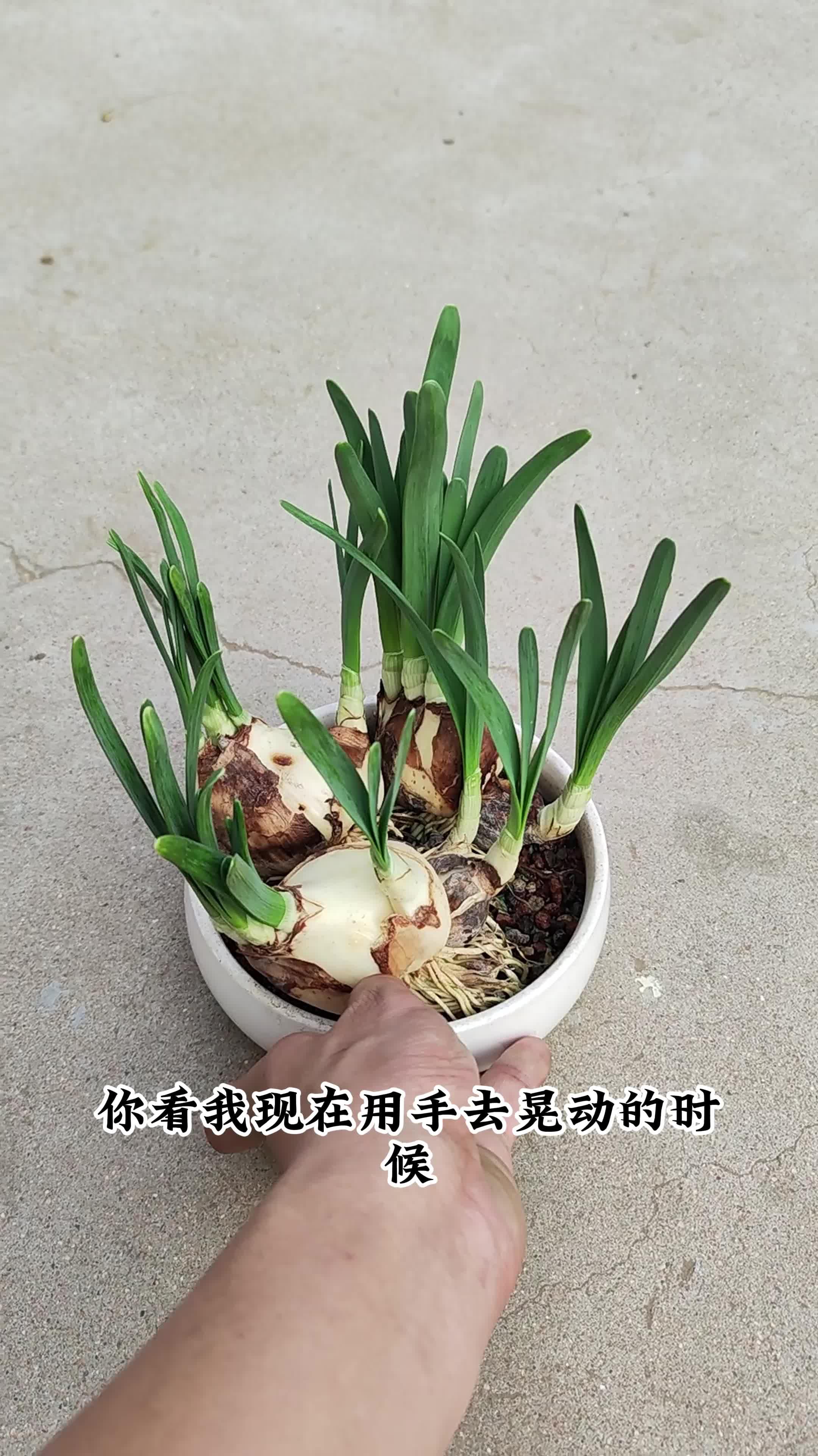 水仙花根须图片