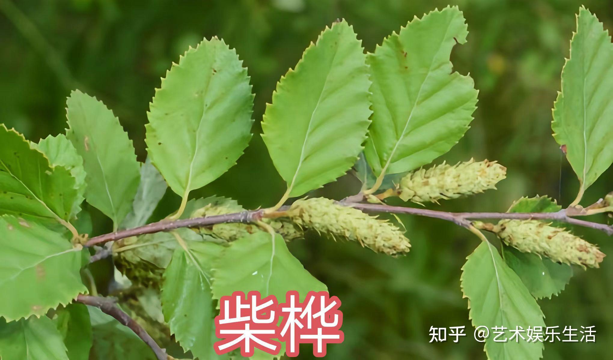 桦木科植物有哪些 - 知乎