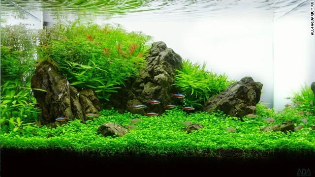草缸新手入坑必看 开缸流程都在这里 知乎 草缸新手入坑必看 开缸流程都在这里 知乎