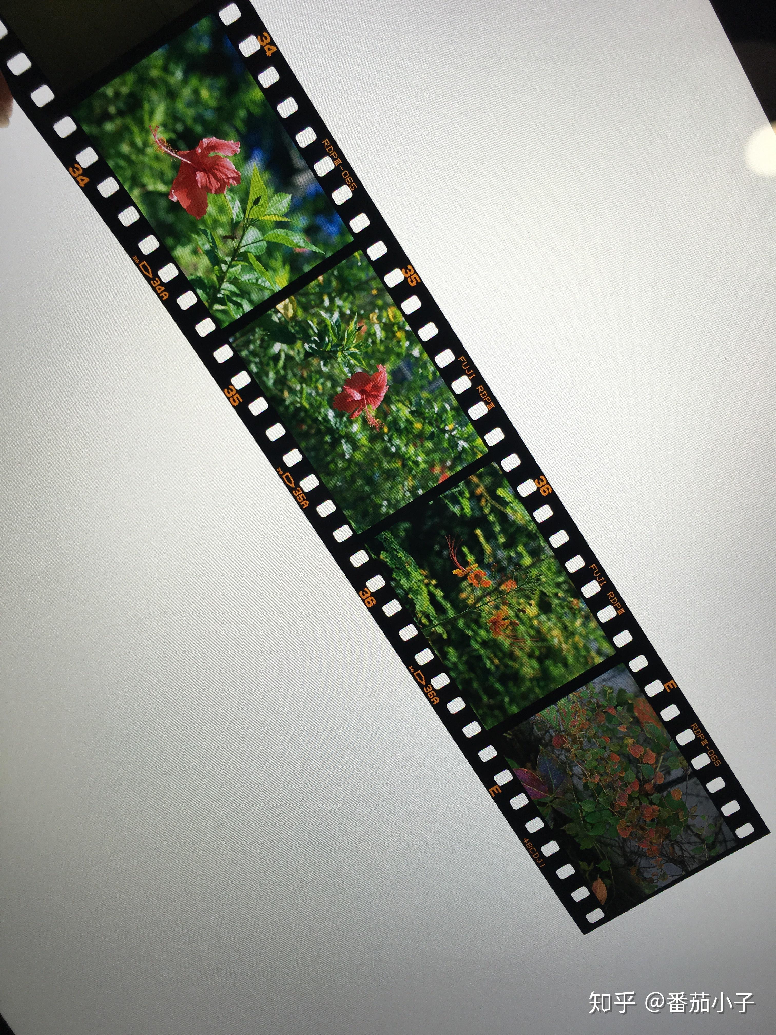 你用反转片拍过那些好看的照片