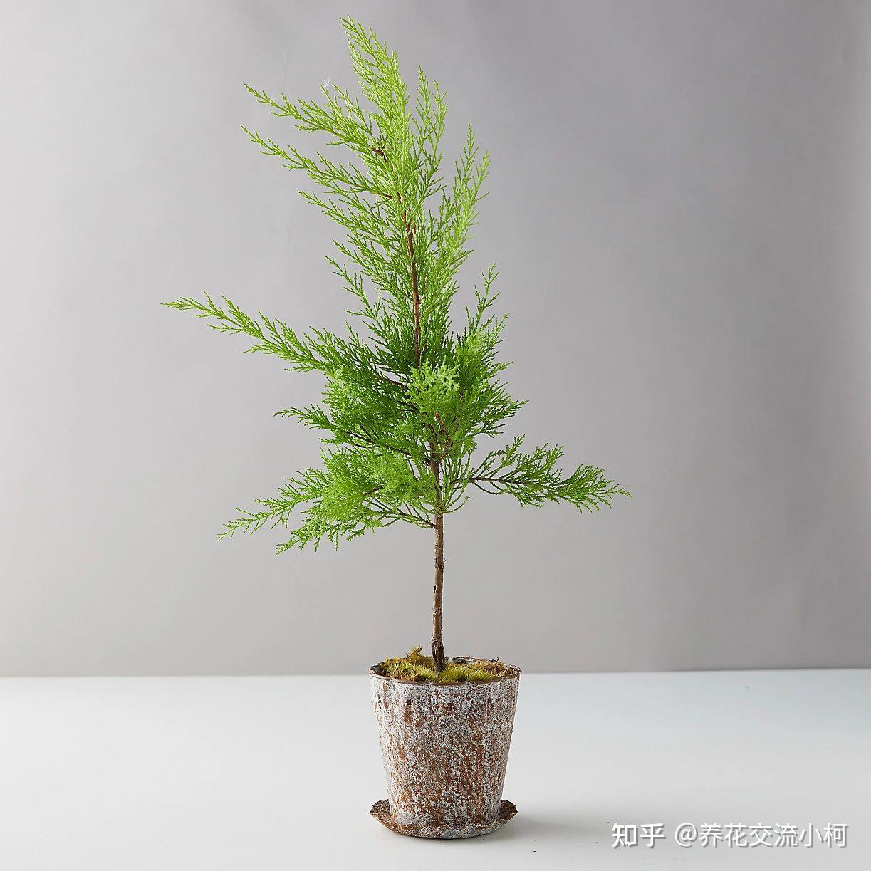 摸一下就有香味的香松，传言能驱蚊，养了后才发现易干枯，难呀！ - 知乎