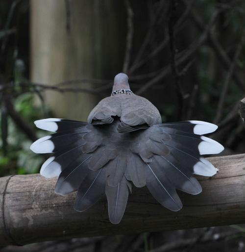尾巴是黑白条纹的鸟图片