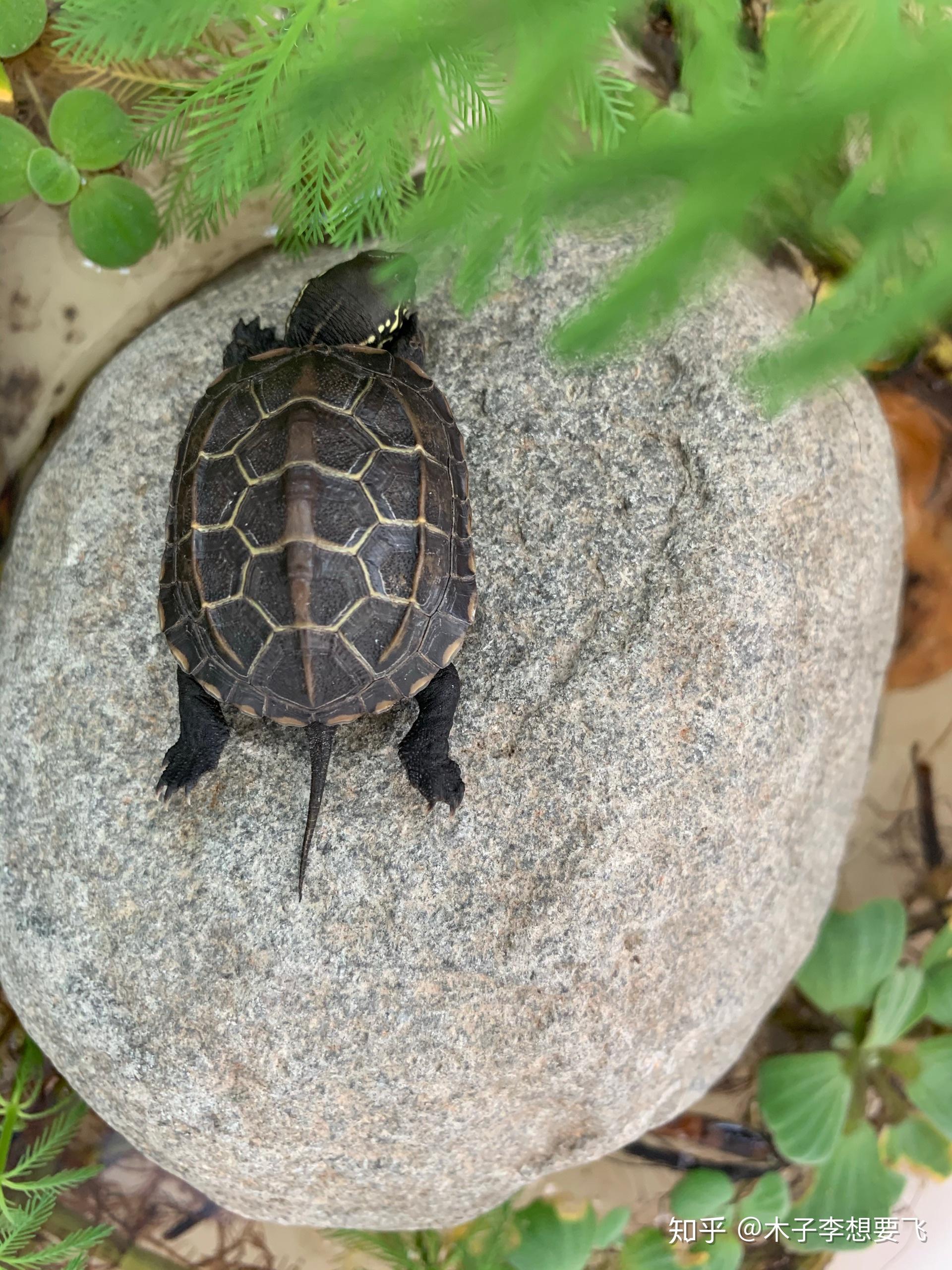 乌龟晒太阳为什么会飞机腿? - 知乎