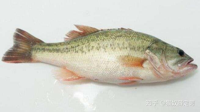 淡水鲈鱼和海鲈的区别