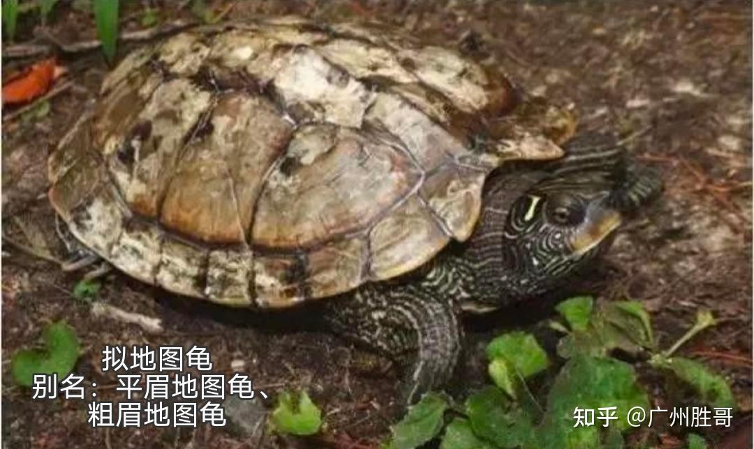 地图龟是龟界的哈士奇,也是适合新手饲养的观赏龟,地图龟有13种 - 知乎