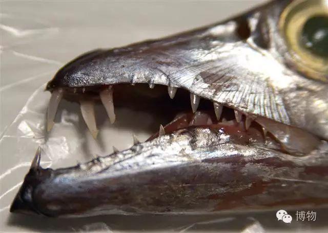 带鱼锋利的牙,想想都疼.