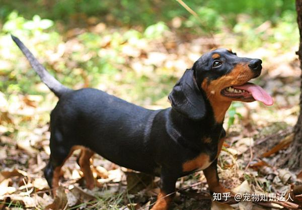 腊肠犬有 泪痕 怎么办 知乎