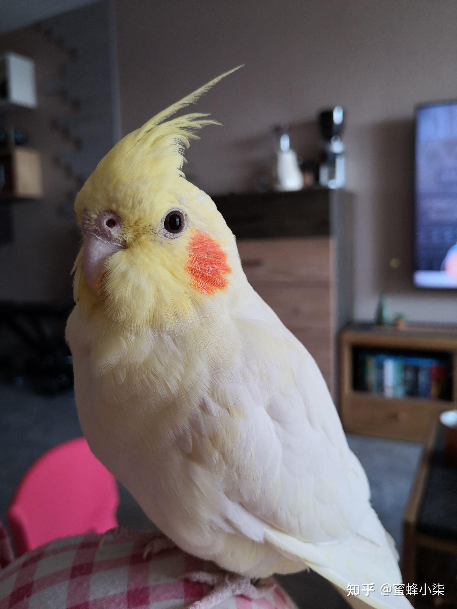 玄凤鹦鹉到底有多可爱? - 知乎