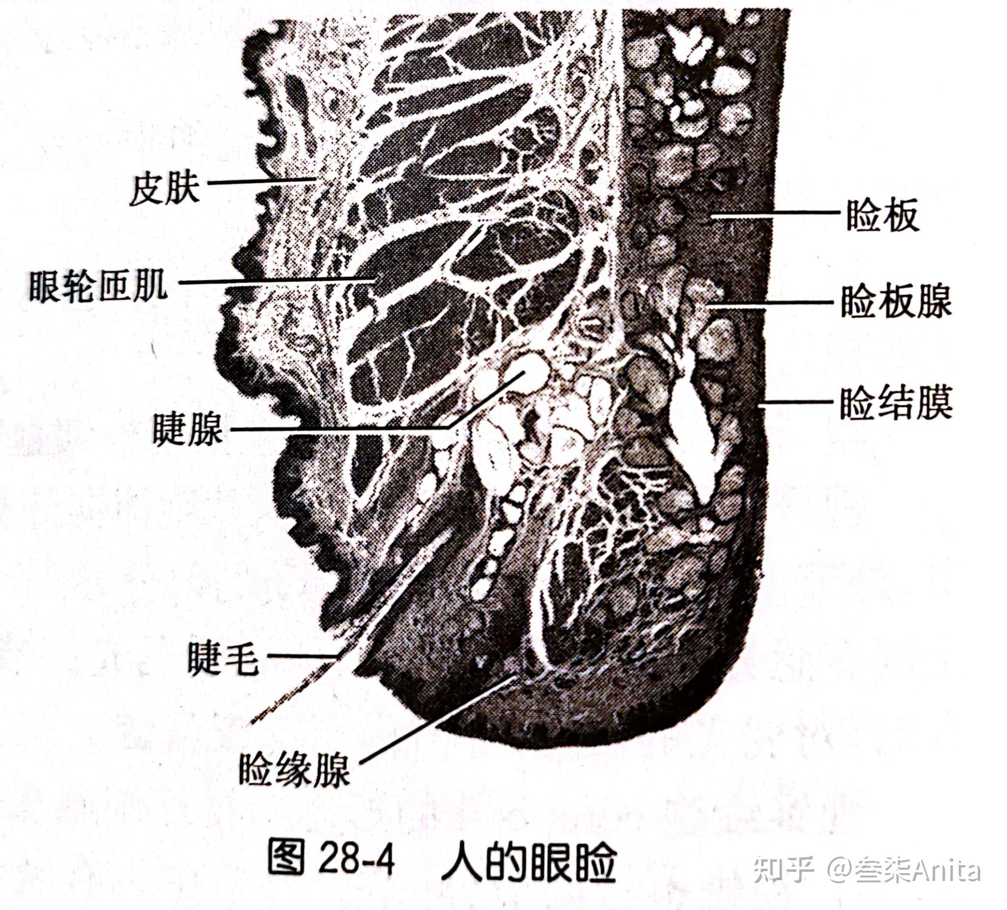 护理解剖知识点(中德对照)