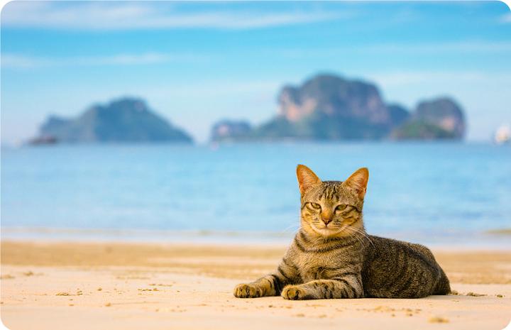 一只水猴在猫岛的经营之道 - 知乎