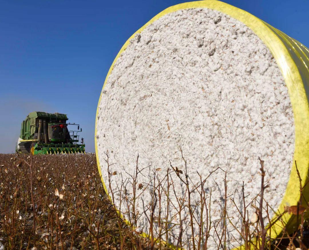 新疆棉来啦画面极度舒适