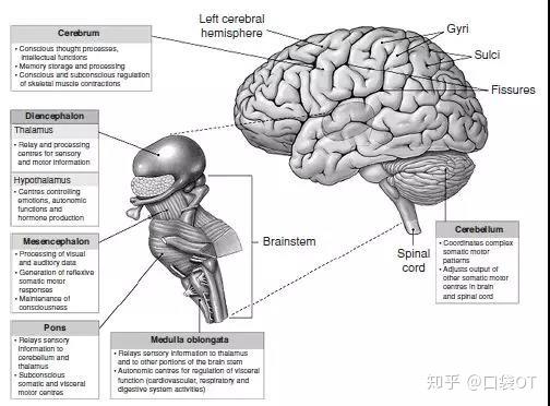 脑卒中ot开篇了解我们的敌人下