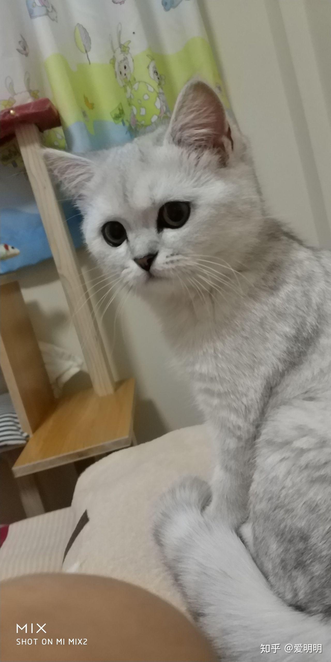 这只两个月的银渐层猫猫是什么颜色的还会变色吗