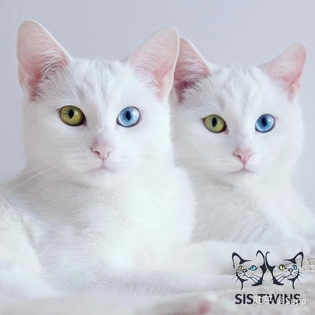 ins超火异瞳双生喵被称为全球最美双胞胎猫美哭20万猫奴
