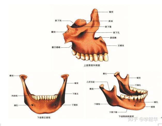 上颌骨几块图片