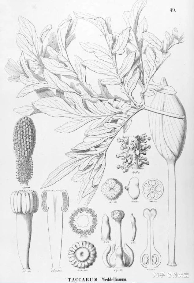 科学绘画||被子植物家族的天南星科成员(四)