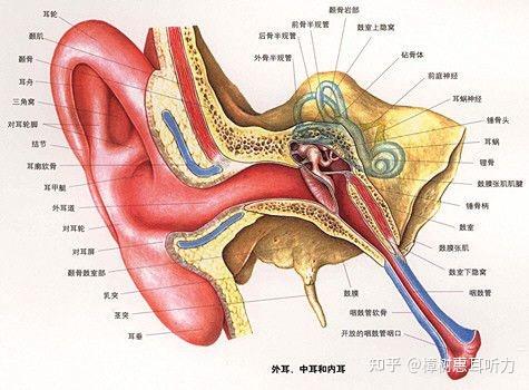 神经性聋