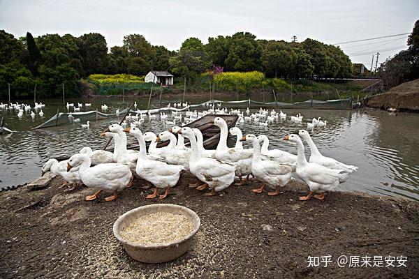 鹅啄羽的原因60日龄左右的鹅啄毛是怎么回事吃什么防治鹅啄毛