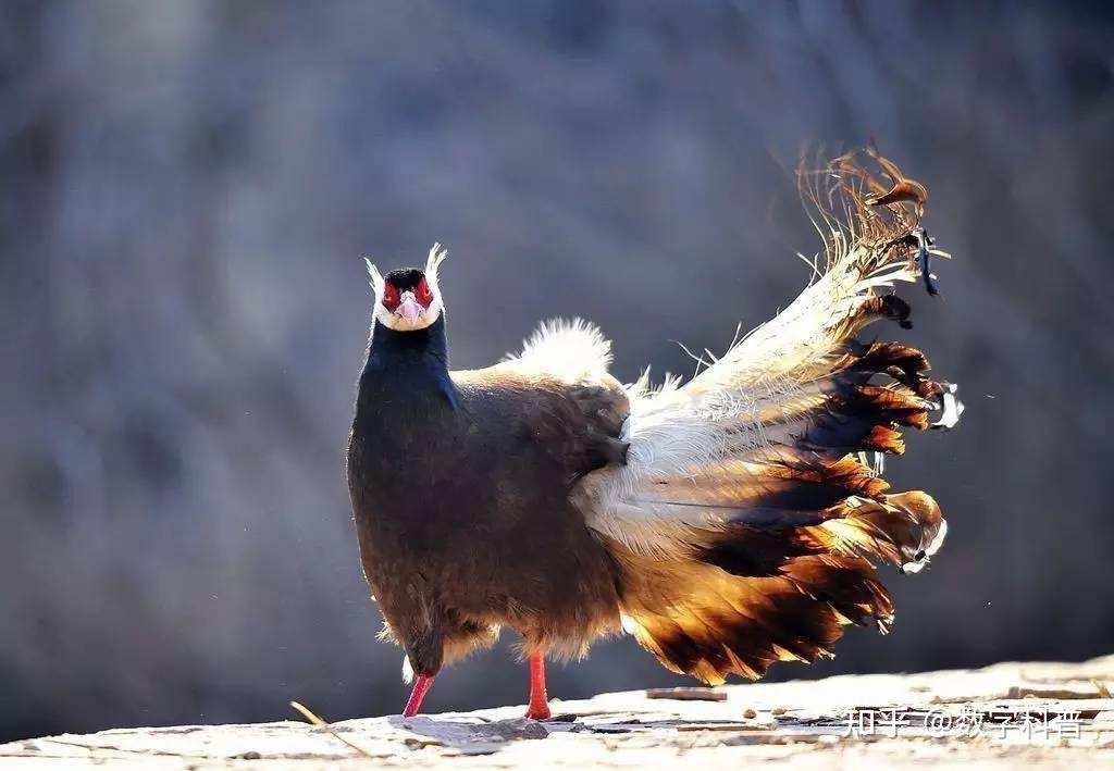 【青】色凤凰——鹖