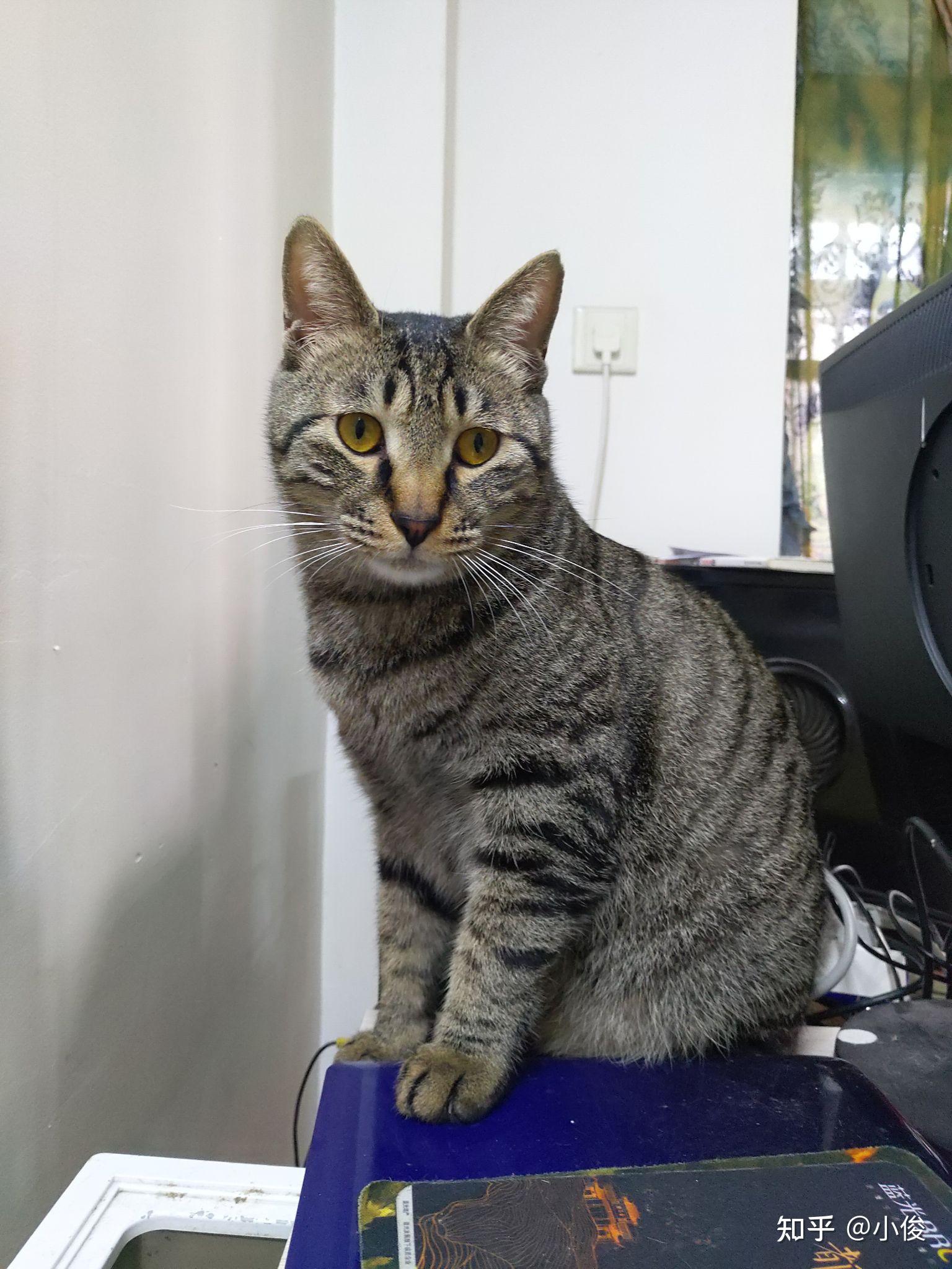 我的狸花猫品相怎么样纯不纯