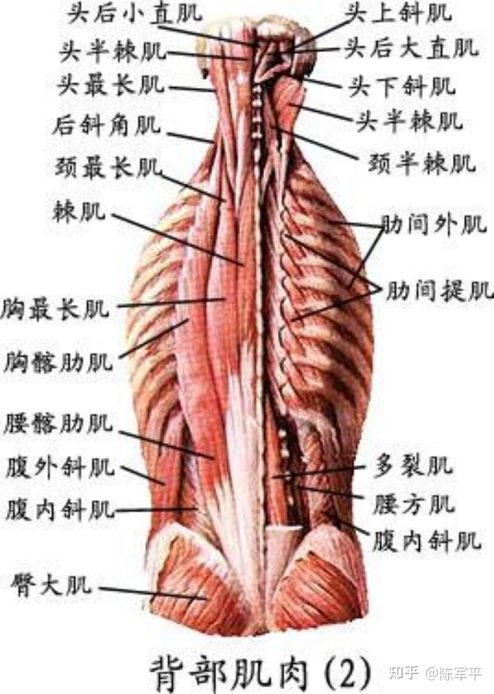 持续5年腰肌劳损