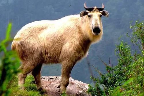 与熊猫并列秦岭四宝憨态可掬的它却导致了200多人伤亡