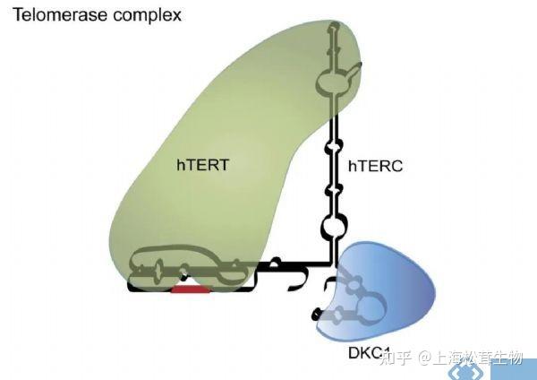 细胞端粒酶活性检测——细胞成瘤性检测 - 知乎