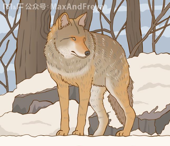 在自家的包装封面放上一张狼的照片,既显得逼格满满,又充满了野性风范