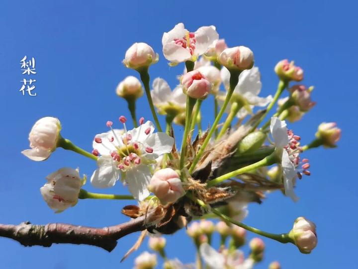 每日一花 | 梨花 - 知乎