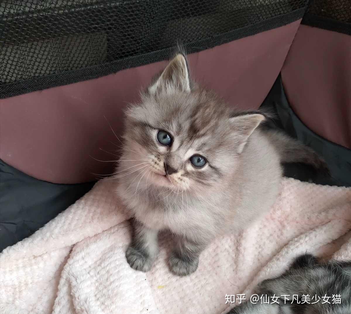 美短返祖长毛猫有人买吗