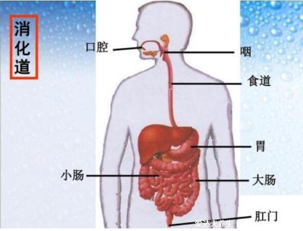 具體的人體內臟器官位置圖,我們可以看到人體內臟器官有:甲狀腺,氣管